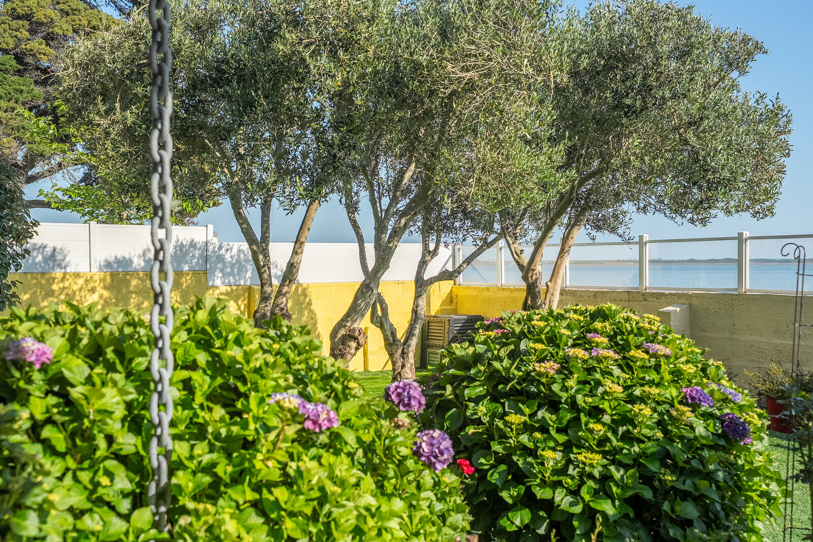 Le jardin clos, oliviers et hortensias